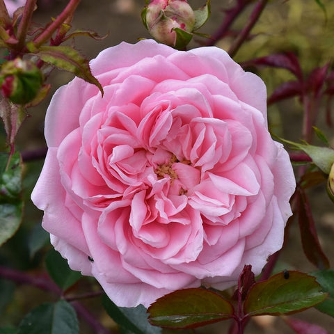 Pink shrub rose bloom with layered petals, visible stamens, and green leaves