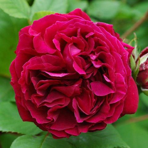 Magenta rose bloom with tightly layered ruffled petals
