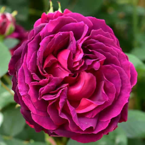 Bright magenta rose bloom close-up with swirling layered petals
