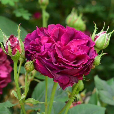 Magenta rose bloom with several green buds on stems
