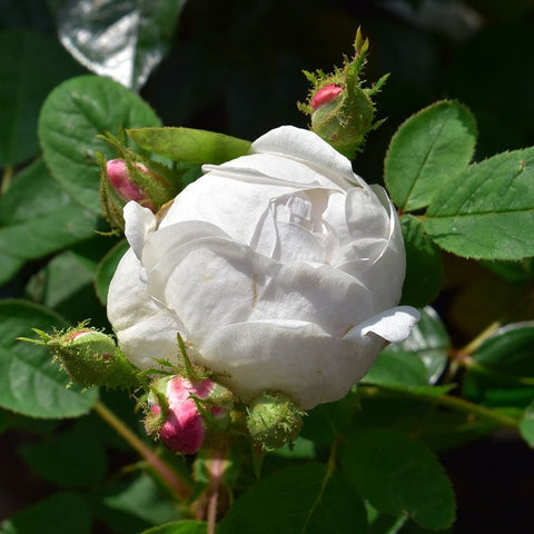 Alfred De Dalmas rose bud, white bloom on stems with green leaves and pink buds