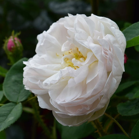 Alfred De Dalmas rose, close-up white double flower with yellow stamens and leaves