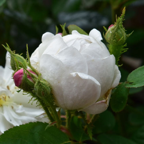 Alfred De Dalmas rose flower bud, white petals with green stems and pink buds