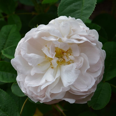 Alfred De Dalmas rose, white double bloom with yellow center and green leaves