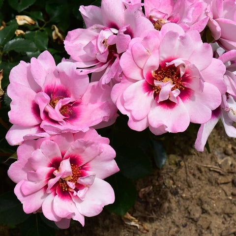 Cluster of pink rose blooms with magenta centers and green foliage