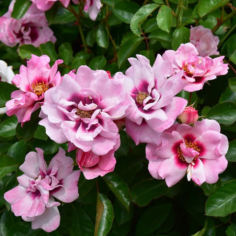 Pink rose flowers on stems with green leaves