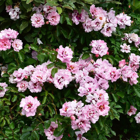 Mass of pink rose blooms on a leafy shrub