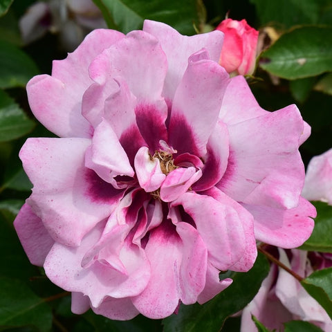 Close-up pink rose bloom with magenta throat and visible stamens