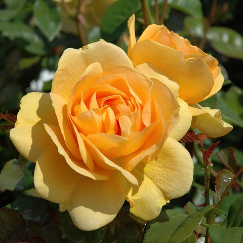 Yellow and orange double rose bloom on green stems and leaves