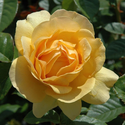 Single pale yellow double rose flower with ruffled petals and leaves
