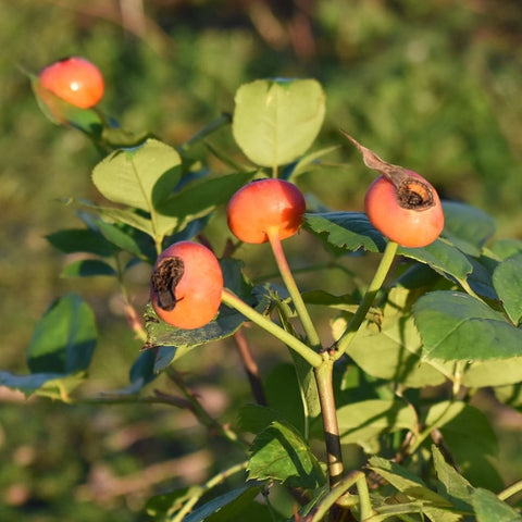 Orange rose hips on stems with green leaves
