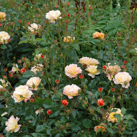 Peach rose blooms on leafy stems with occasional red rose buds