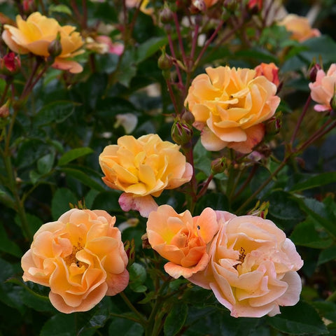 Amber and peach double rose blossoms with green leaves on a flowering shrub