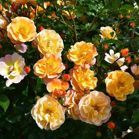 Cluster of pale yellow and peach rose blooms with buds and green foliage