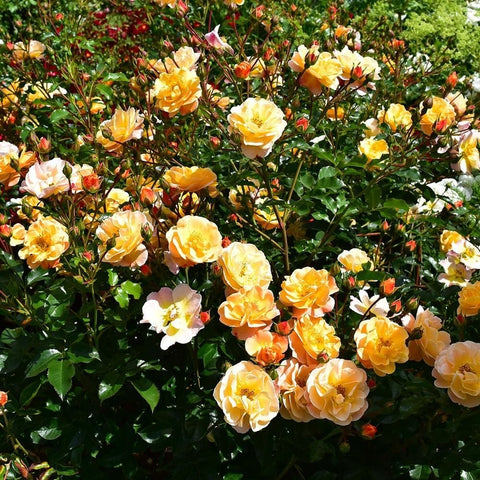 Dense spray of yellow-orange rose blooms on branching stems with green leaves