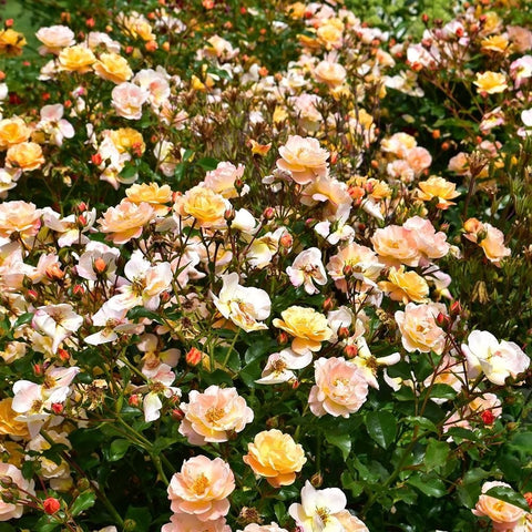Abundant cream, peach, and pink rose flowers with green leaves and red buds