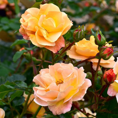 Close-up of peach-gold rose blossoms and red rose buds on green stems