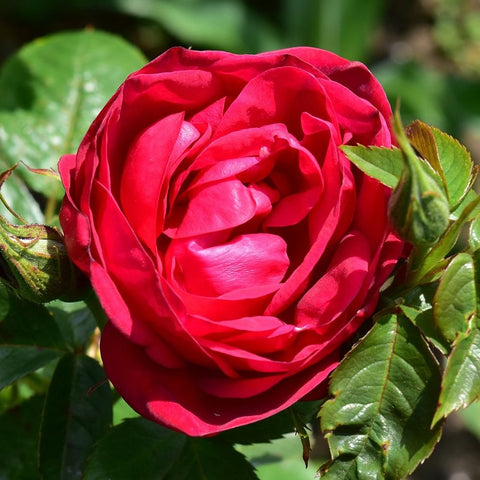 Close-up red rose bloom with layered petals and green leaf edges