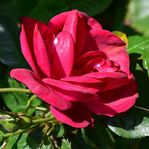 Red rose bloom with fanned petals on a stem, framed by green leaves
