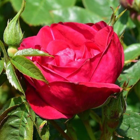 Red rose bud and partially opened bloom with green leaves and stems
