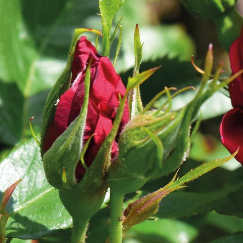Multiple red rose buds on green stems with surrounding green leaves