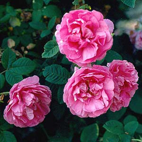 Pink double rose flowers with green leaves, three blooms
