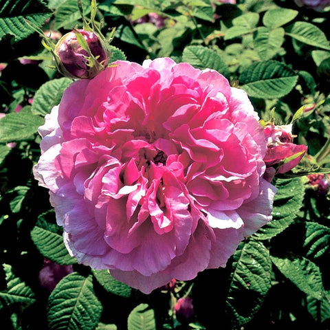 Large pink double rose bloom with surrounding buds and green leaves