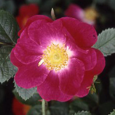 Deep pink rose bloom with yellow center and surrounding green leaves