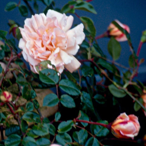 Bare-root rose plant with pale peach double blooms and dark green leaves