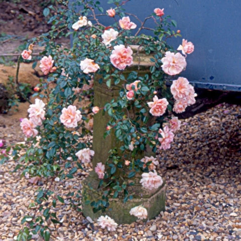Bare-root rose shrub with many pale peach double flowers on leafy branches