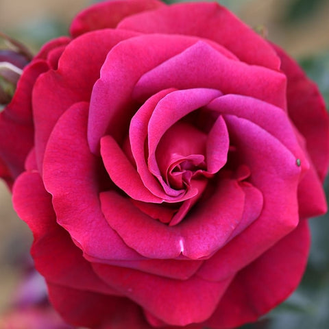 Vivid pink rose bloom with layered petals and curled center