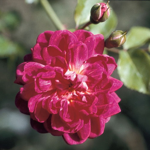 Fuchsia-pink rose blossom with ruffled petals and pale yellow center