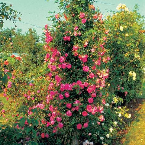 Rose bush with pink and yellow blooms, dense green foliage, and hanging stems