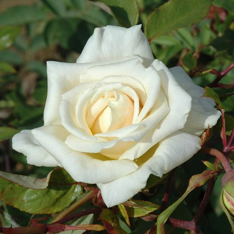 Bare-root rose bloom with creamy white petals and pale yellow center
