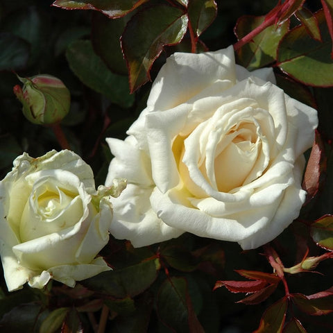 Bare-root rose blossoms with creamy white petals and pale yellow centers