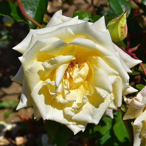 Bare-root rose bloom with creamy white petals and golden-yellow center
