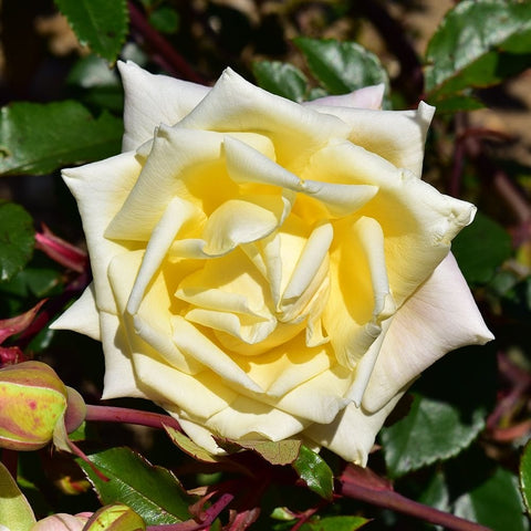 Bare-root rose bloom with creamy white petals fading to pale yellow