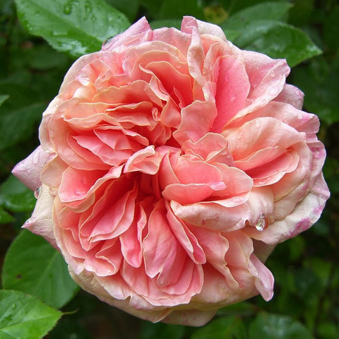 Ruffled double pink rose with layered petals and green leaves