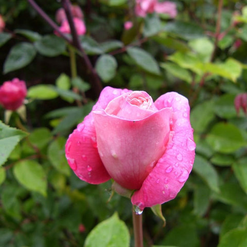 Bright pink rose blossom with raindrops on layered petals