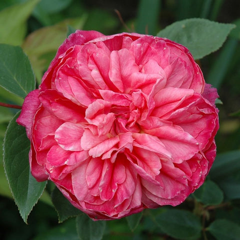 Deep pink double rose with densely layered petals and green leaves