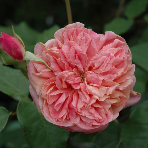 Light pink ruffled double rose flower with nearby bud and green leaves