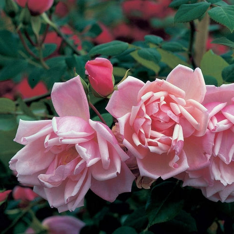 Albertine rose blooms with pale pink ruffled petals and green leaves