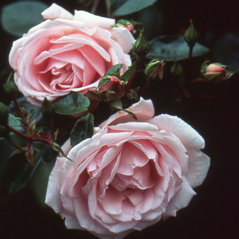Albertine rose blooms with pink petals and green buds on leafy stems