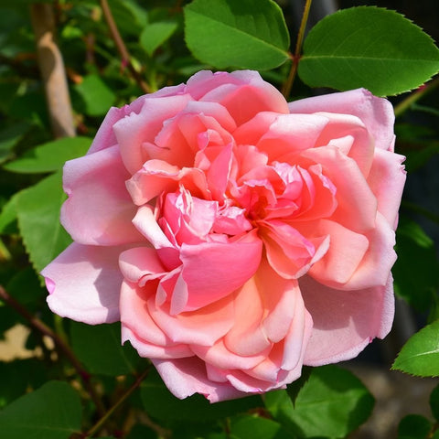 Albertine rose bloom in light pink with layered petals and green leaves