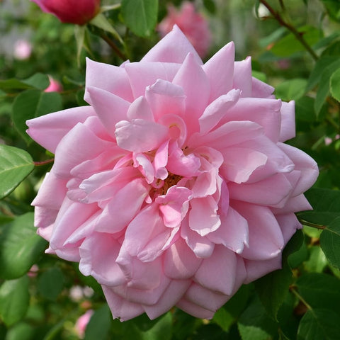 Albertine rose bloom with pale pink layered petals and green foliage