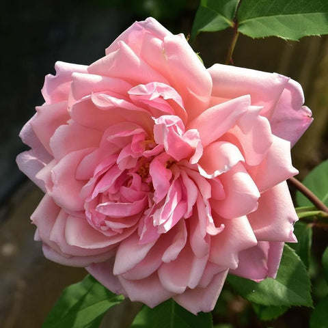 Albertine rose bloom with soft pink ruffled petals and a deeper pink center