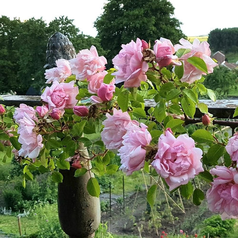 Albertine rose tree with clusters of pale pink blooms and green leaves