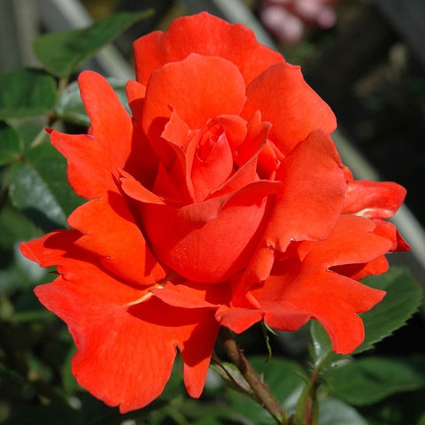 Orange-red rose flower head with layered petals and green foliage