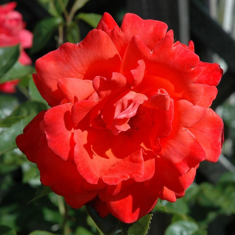 Red-orange rose bloom with ruffled petals and surrounding leaves