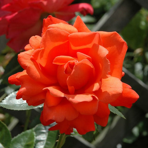 Bright orange rose bloom with layered petals and dark green leaves